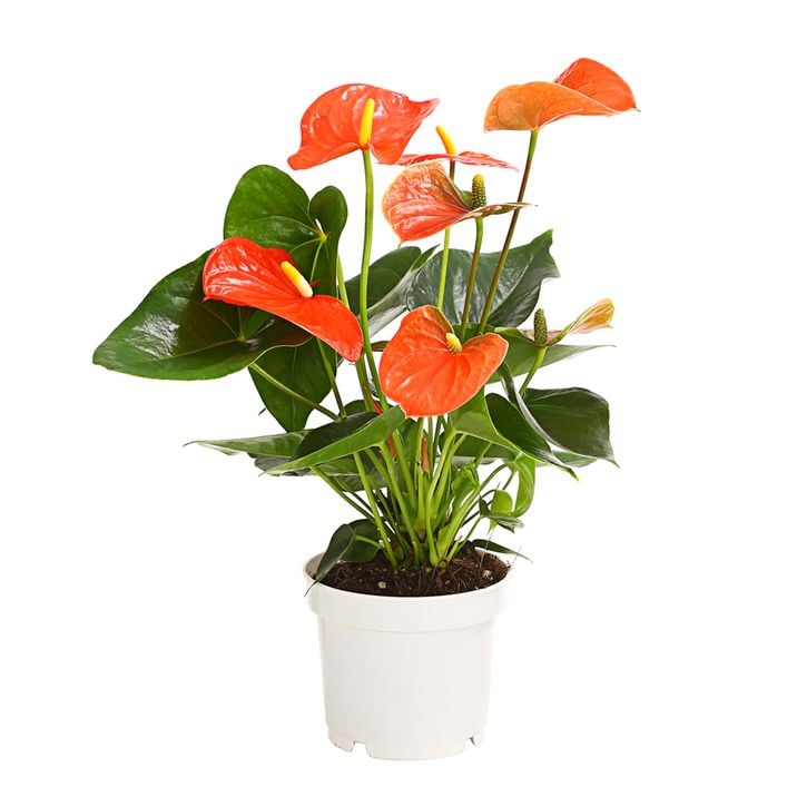 Groe Flamingoblume - Anthurium andreanum, | Dehner