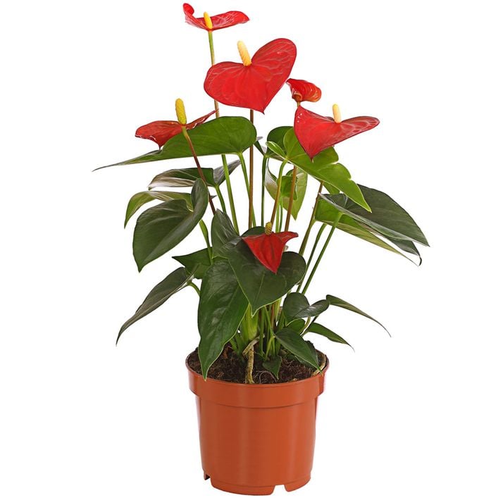 money tree bonsai Bonsai Money Plant