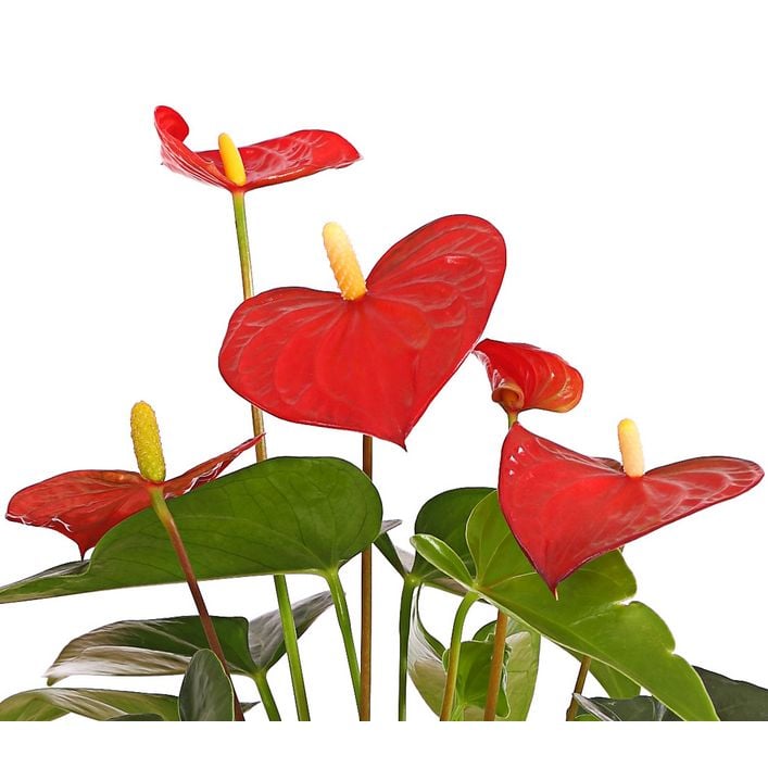 Groe Flamingoblume - Anthurium andreanum, | Dehner
