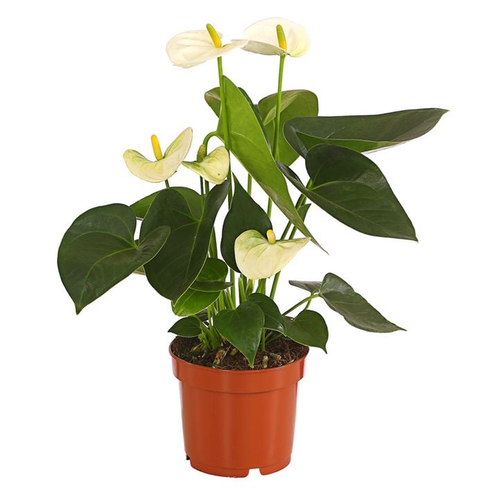 Groe Flamingoblume - Anthurium andreanum, | Dehner