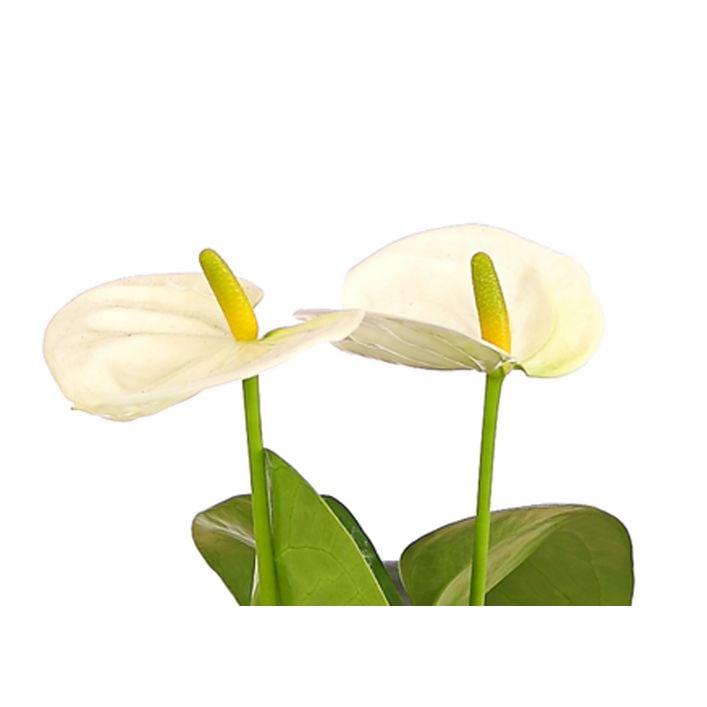 Groe Flamingoblume - Anthurium andreanum, | Dehner