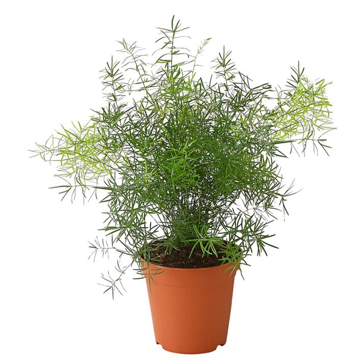 hausstaubmilbenallergie zimmerpflanzen Geldbaum (Pachira Aquatica)