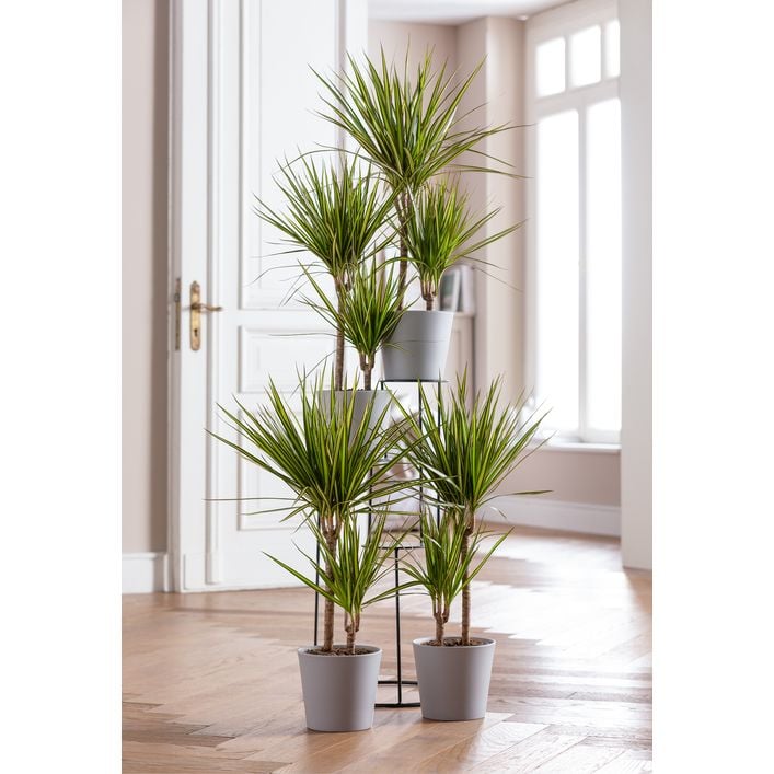 Drachenbaum - Dracaena marginata 'Sunray' | Dehner