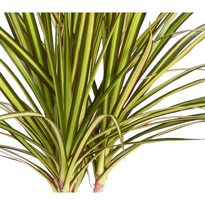 Drachenbaum - Dracaena marginata 'Sunray' | Dehner
