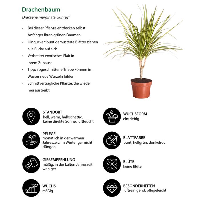 Drachenbaum - Dracaena marginata 'Sunray' | Dehner