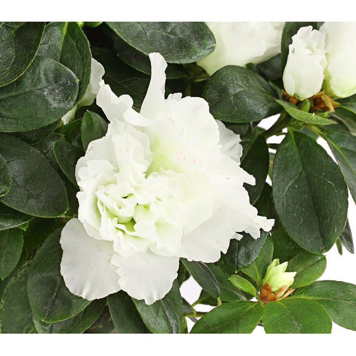 Zimmerazalee - Rhododendron simsii | Dehner