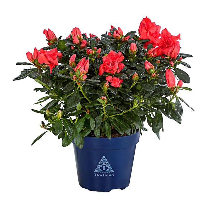 thuja lösung Purgrün Thuja-Dünger 1 kg main image 0
