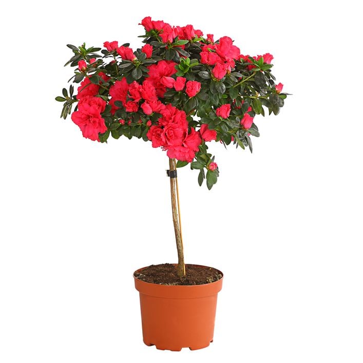Zimmerazalee - Rhododendron simsii, | Dehner
