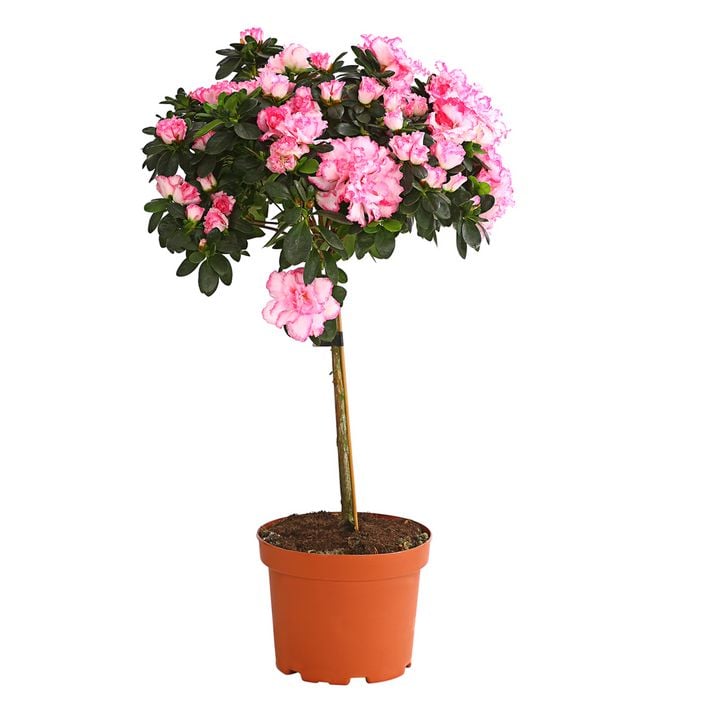 Zimmerazalee - Rhododendron simsii, | Dehner