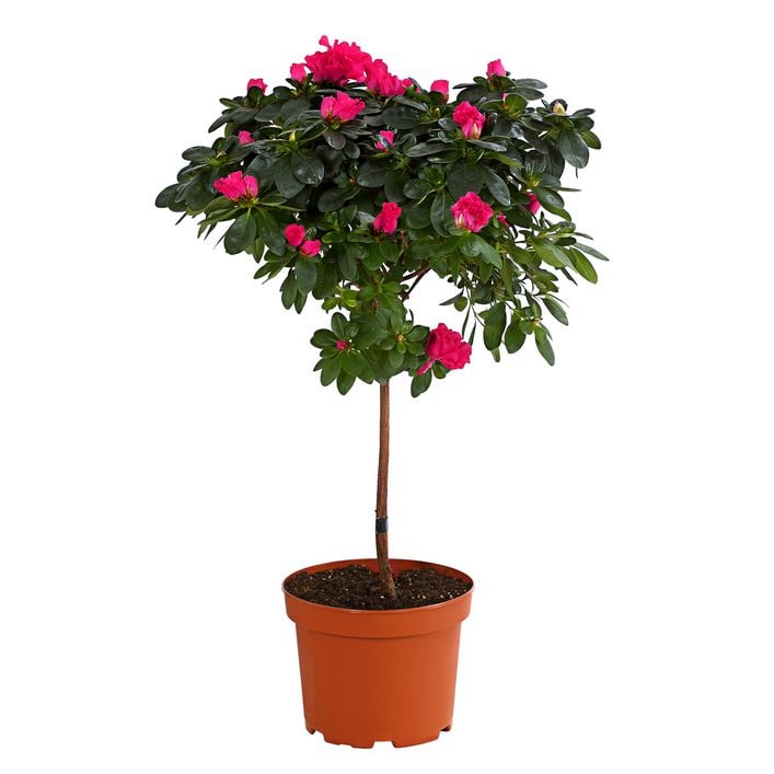 Zimmerazalee - Rhododendron simsii, | Dehner