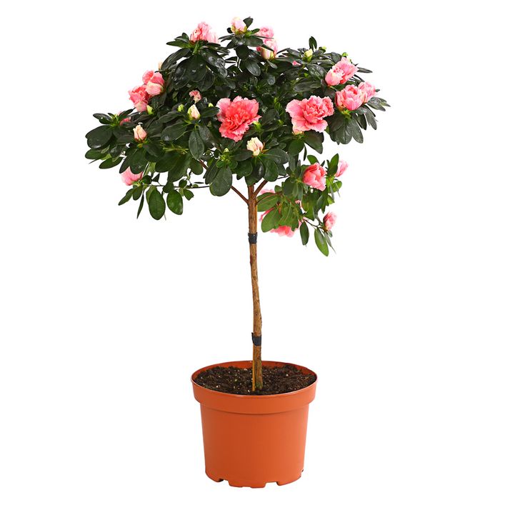 Zimmerazalee - Rhododendron simsii, | Dehner