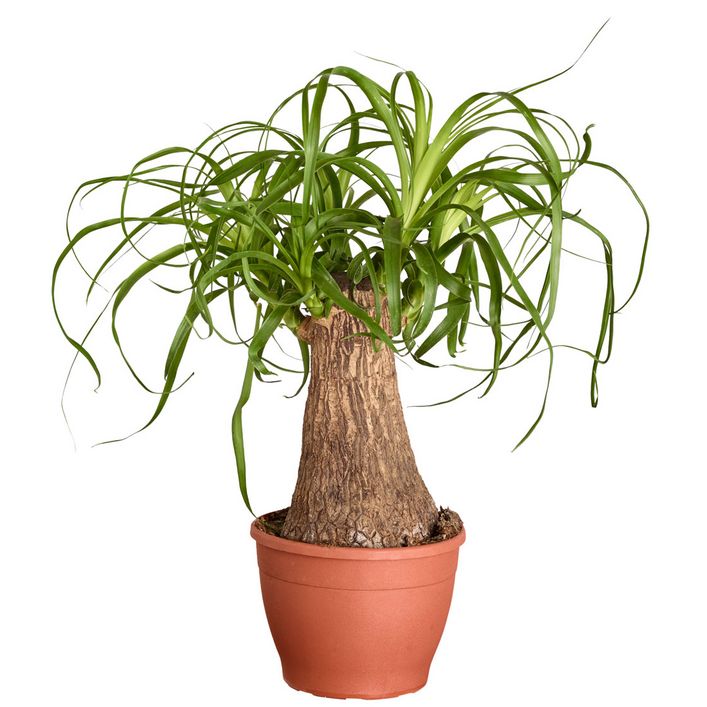 Elefantenfu - Beaucarnea recurvata | Dehner