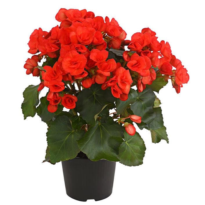 Elatior-Begonie - Begonia elatior | Dehner