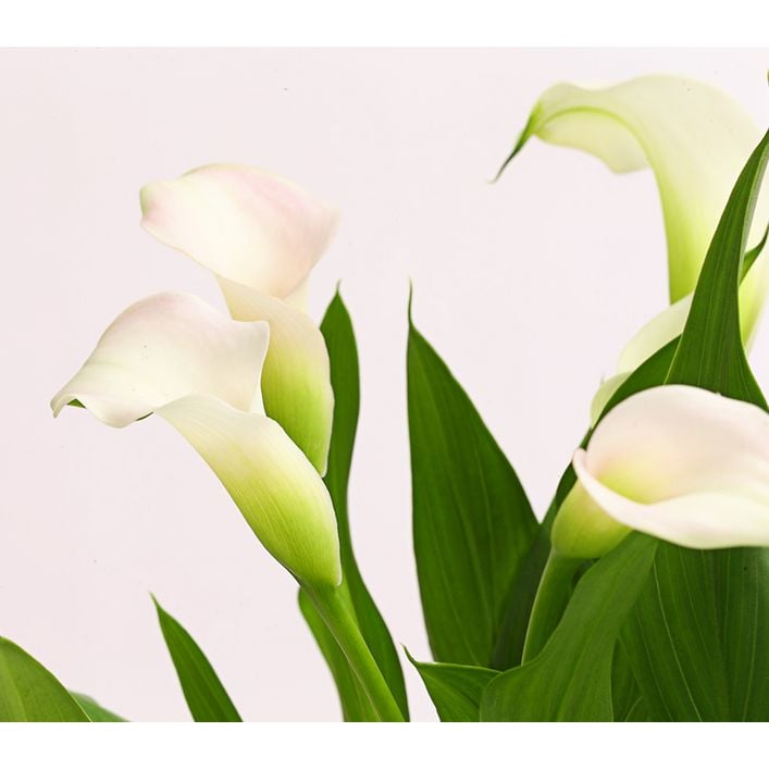 Zimmercalla - Zantedeschia albomaculata, | Dehner