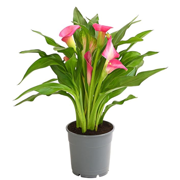 zimmerpflanze pfeilwurz Maranta Facinator kaufen – Green Me Up