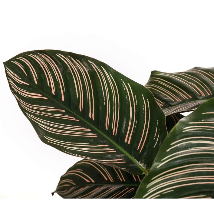 eibe mehrstämmig Blasenbaum – Koelreuteria paniculata (Mehrstämmig) – Blupf by Kitzinger main image 0