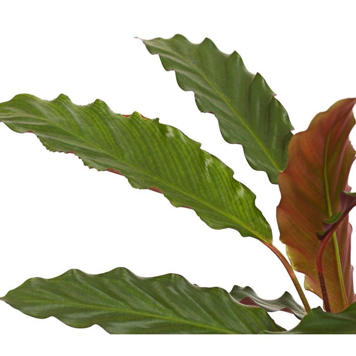 Korbmarante - Calathea cultivars, verschiedene | Dehner