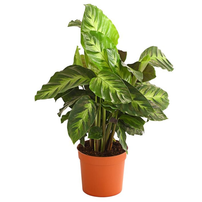 Korbmarante - Calathea cultivars, verschiedene | Dehner