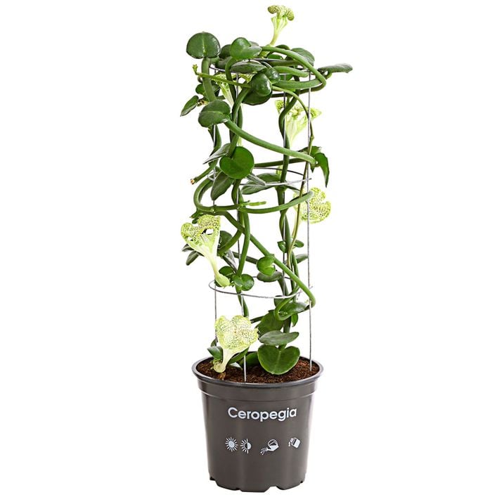 Kletternde Leuchterblume - Ceropegia | Dehner
