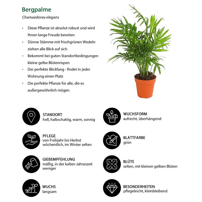 Bergpalme - Chamaedorea elegans | Dehner