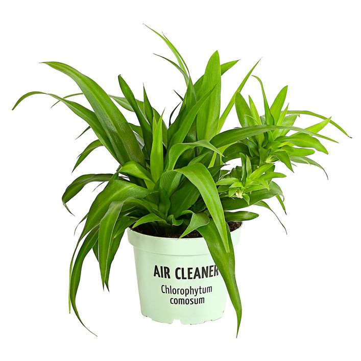 monstera cena Monstera Thai Constellation – Plant and People main image 1