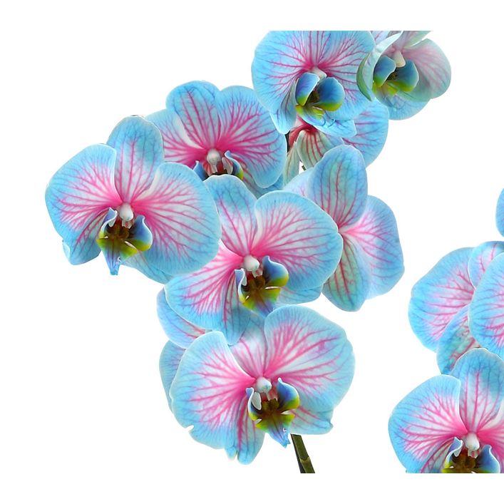 Schmetterlingsorchidee - Phalaenopsis | Dehner