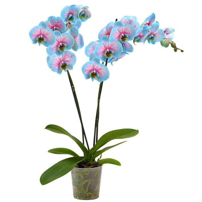 blumenkasten aus holzstamm Blumenkasten aus massivem Holz in Weiß mit Leinen Griffen – Dekorie GmbH