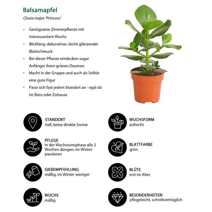 Rosafarbener Balsamapfel - Clusia major | Dehner