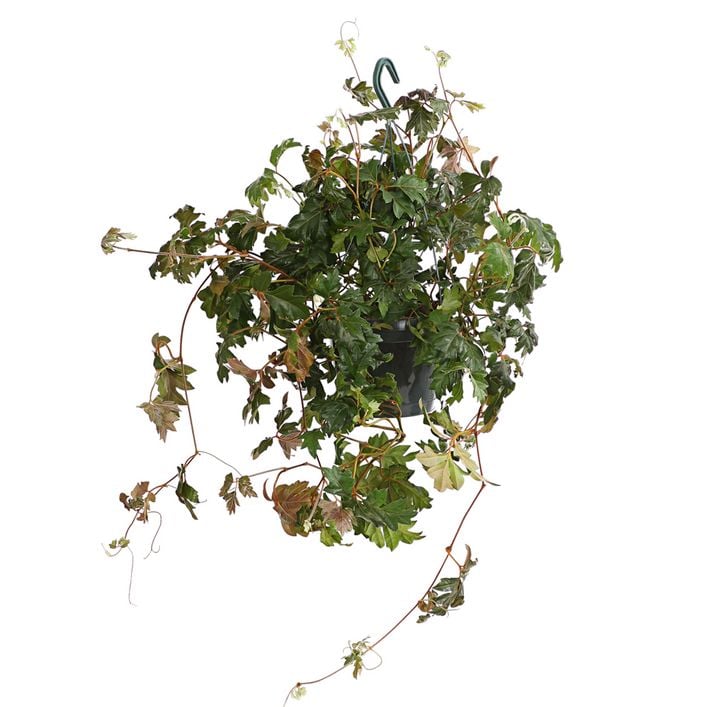 Zimmerrebe - Cissus rhombifolia 'Ellen Danica' | Dehner