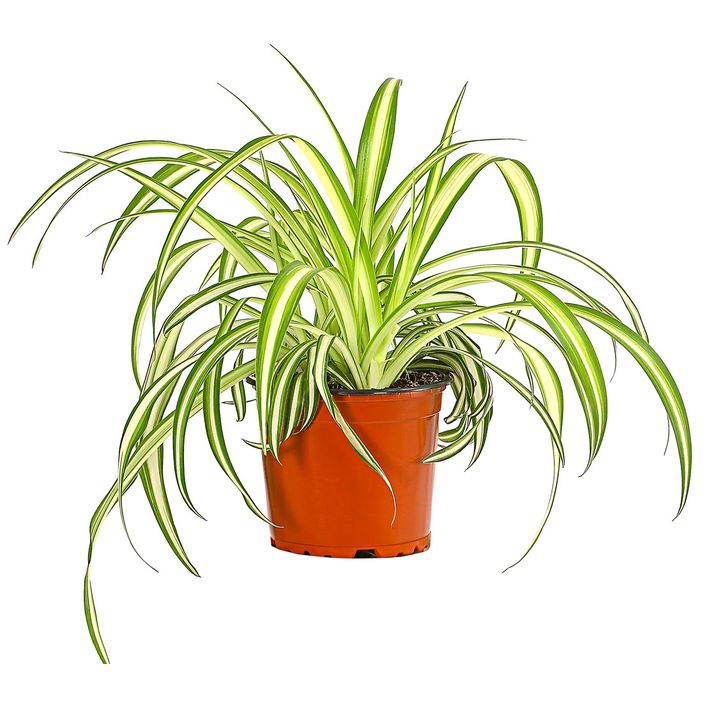 monstera thai constellation toom Monstera