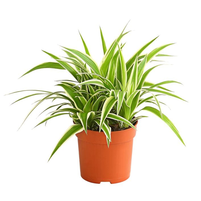 Grnlilie - Chlorophytum comosum 'Ocean' | Dehner