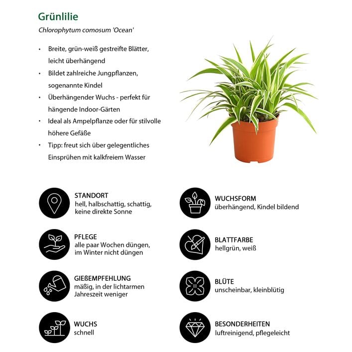 Grnlilie - Chlorophytum comosum 'Ocean' | Dehner
