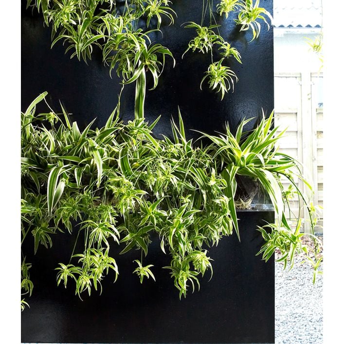 monstera panaschiert Monstera Deliciosa Variegata – Foliage Dreams