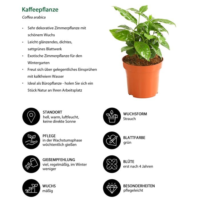 monstera groß kaufen Monstera Pertusum (Fensterblatt) kaufen? | Alfredo main image 0