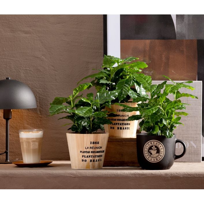 Kaffeepflanze - Coffea arabica, 3er-Set | Dehner