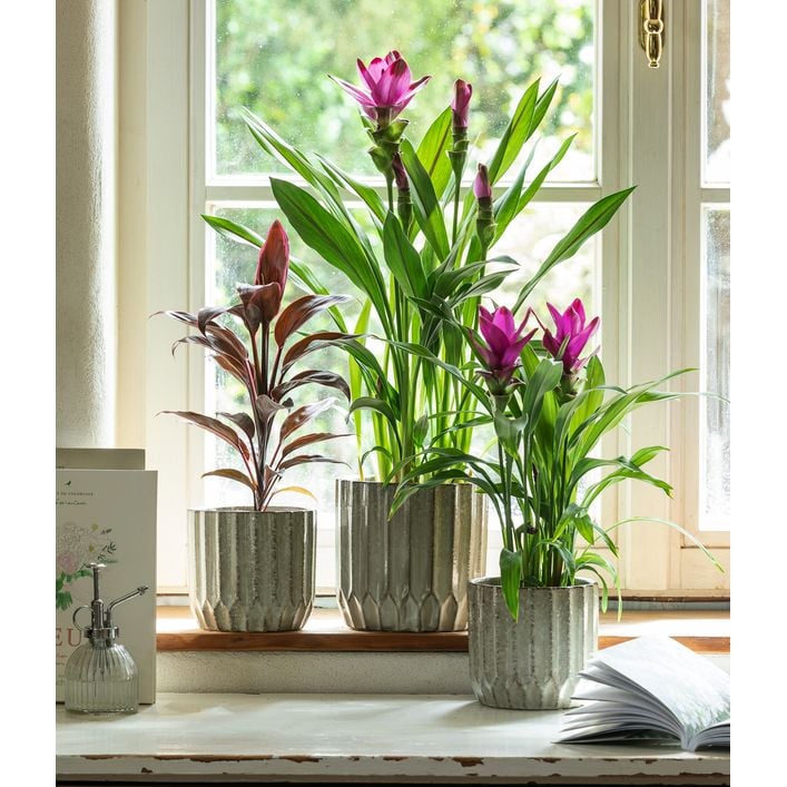 plantura zimmerpflanzen dünger Bio-Blumendünger main image 1