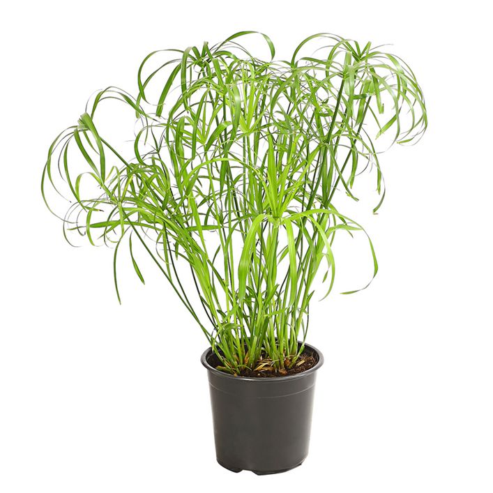 Zypergras - Cyperus alternifolius | Dehner