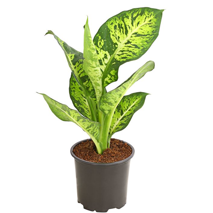 syngonium podophyllum variegata Syngonium Albo Variegata – Foliage Dreams