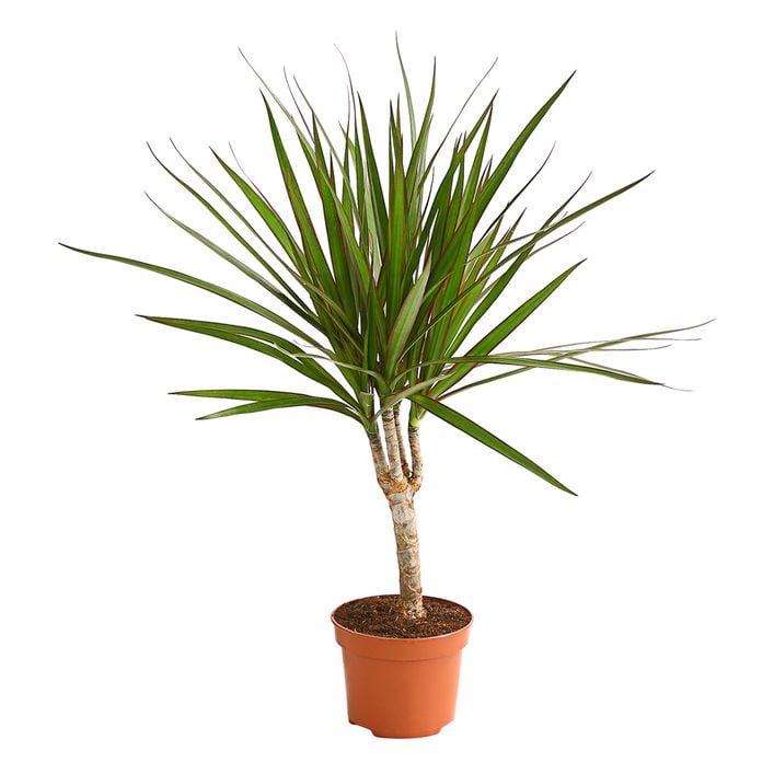 Drachenbaum - Dracaena marginata | Dehner
