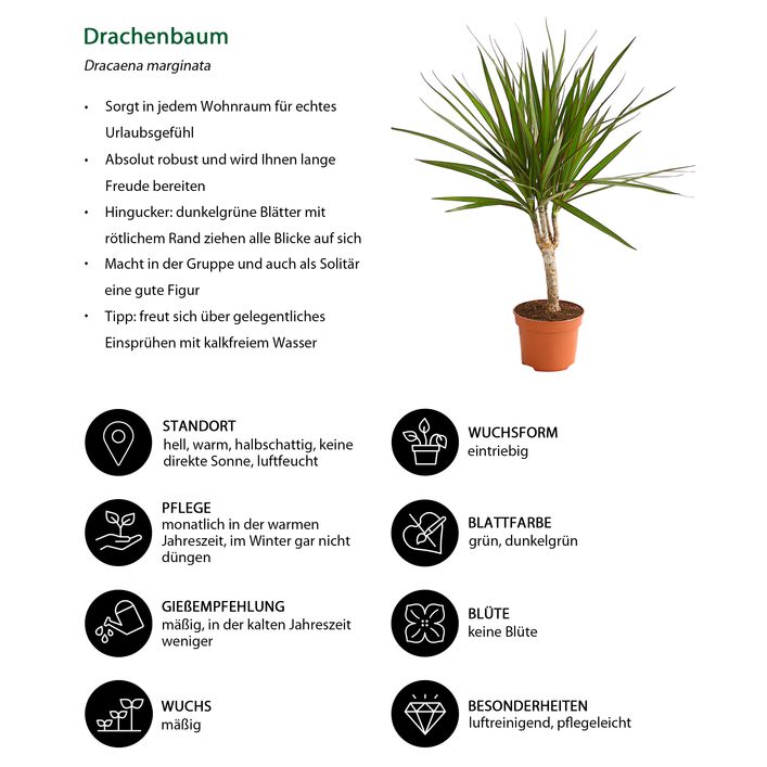 dracena angolensis Add a touch of elegance to your space with our Dracaena Angolensis  (Sansevieria Cylindrica) 'Straight' Large. This easy-care, upright  succulent is perfect for both beginners and plant enthusiasts