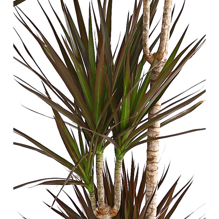 feey glücksfeder Glücksfeder kaufen | Zamioculcas main image 0