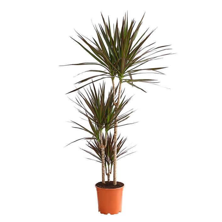 Drachenbaum - Dracaena marginata 'Magenta' | Dehner