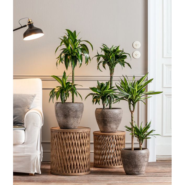 Drachenbaum - Dracaena deremensis 'Dorado' | Dehner