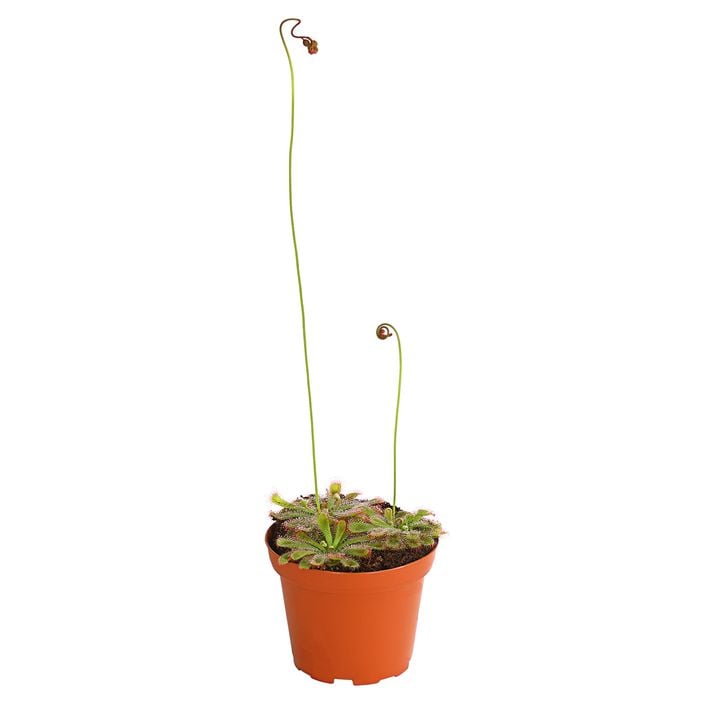 Sonnentau - Drosera aliciae | Dehner