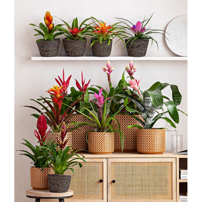 Vriesea - Bromelia cultivars, verschiedene | Dehner