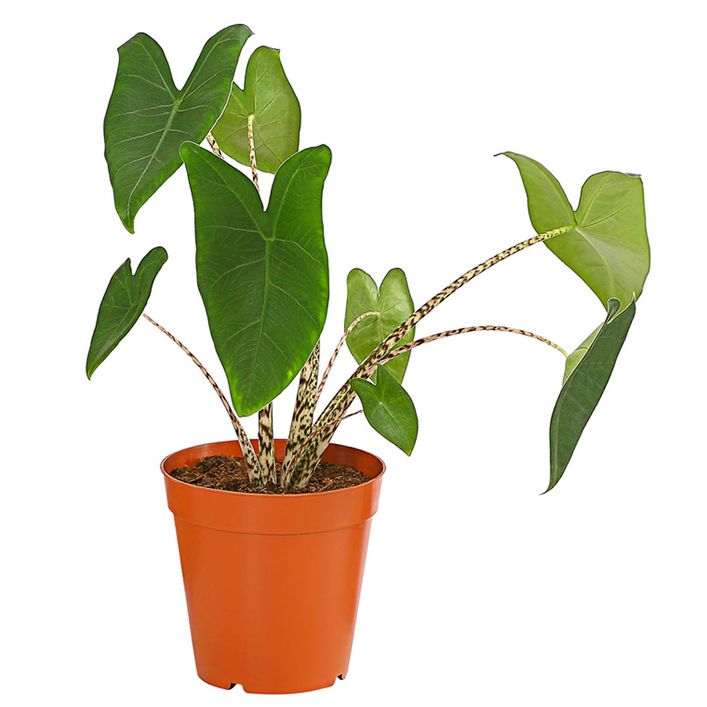 Pfeilblatt - Alocasia zebrina | Dehner