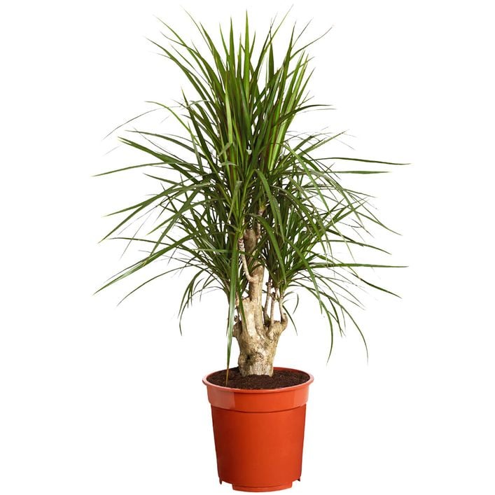 Drachenbaum - Dracaena marginata, verzweigt | Dehner