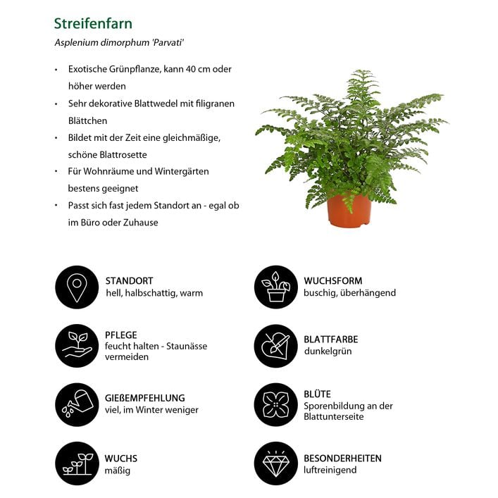 Streifenfarn - Asplenium dimorphum 'Parvati' | Dehner