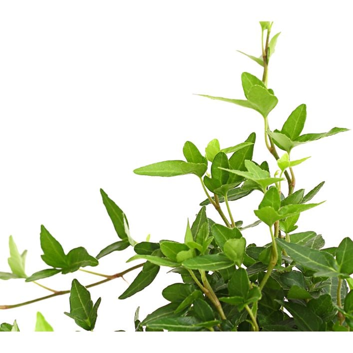Efeu - Hedera helix, grnlaubig | Dehner