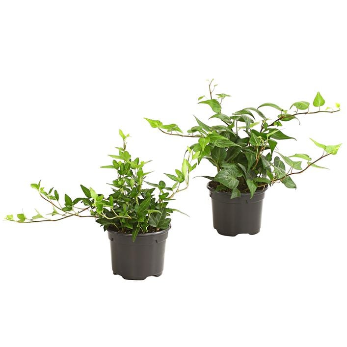 Efeu - Hedera helix, grnlaubig | Dehner